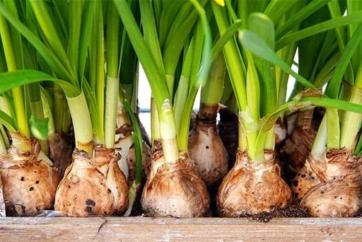 Bulbs with green shoots in wooden box